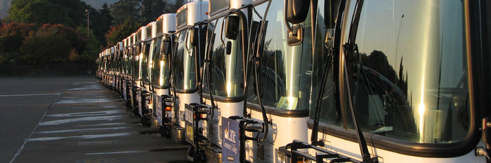 buses-in-a-row-morning-light