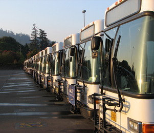 buses-in-a-row-morning-light