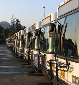 buses-in-a-row-morning-light