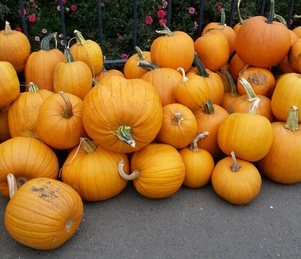 pumpkins