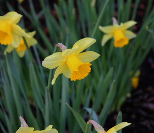 Spring Flowers