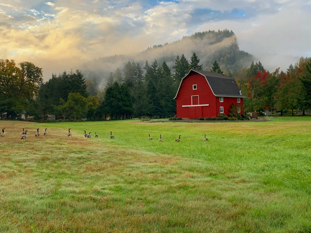 A red barn sits on a grassy field with a flock of geese nearby. Trees and mist-covered hills fill the background under a partly cloudy sky.